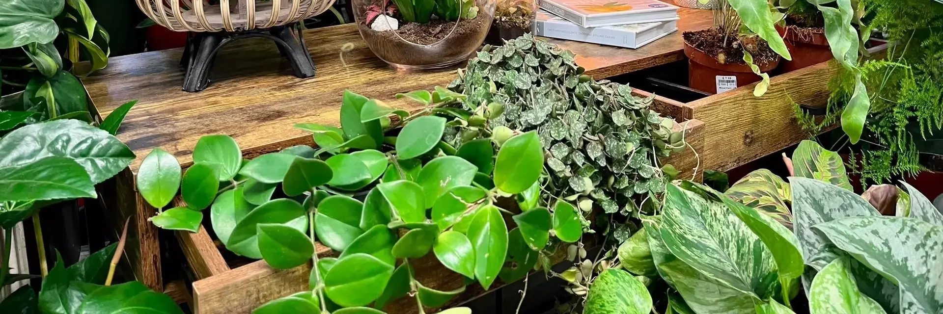 Houseplants St Albans Garden Centre