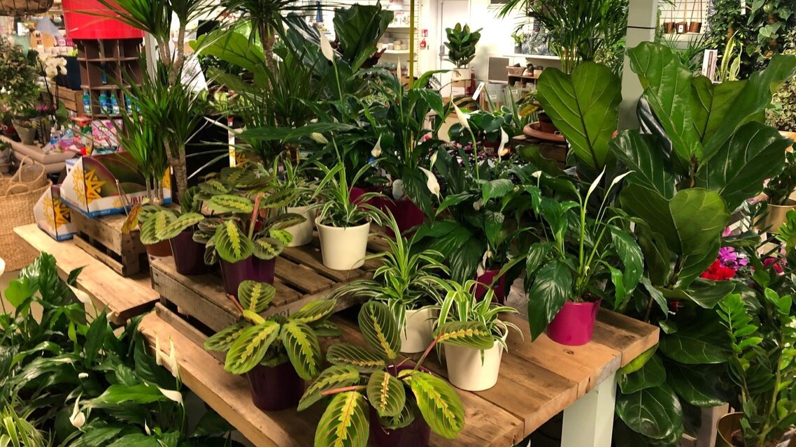 Houseplants St Albans