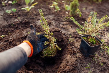 15 Garden and Balcony Tips for October