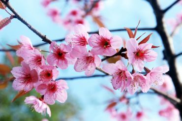 branch covered in pink cherry blossoms