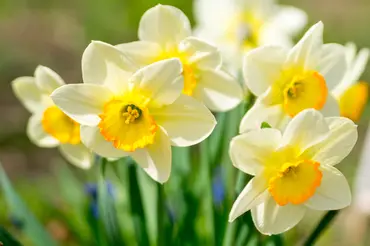 Top Gardening Jobs for March