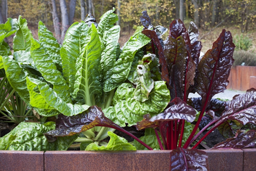5 Vegetables to Grow for an Autumn Harvest