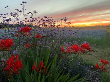A Guide to Herbaceous Perennials