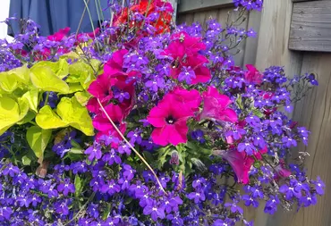 hanging basket overflowing with a variety of colourful flowers & foliage