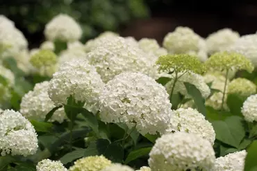 group of white hydrangea flowers in full bloom