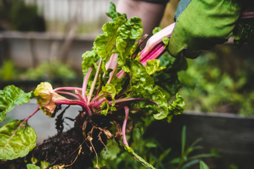 How to Grow Your Own Salad at Home