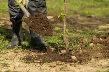 Planting a Tree: A Step-by-Step Guide