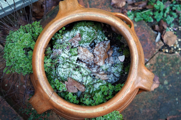 Seven Essential Tips to Protect Your Garden Plants This Winter