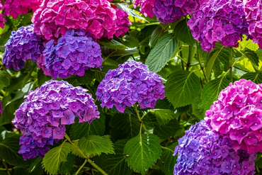A Simple Guide To Pruning Hydrangeas