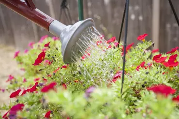 watering a hanging basket overflowing with vibrant red and purple petunia