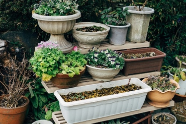 The Essential Guide to Feeding Your Garden