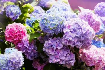 cluster of vibrant hydrangea flowers in full bloom