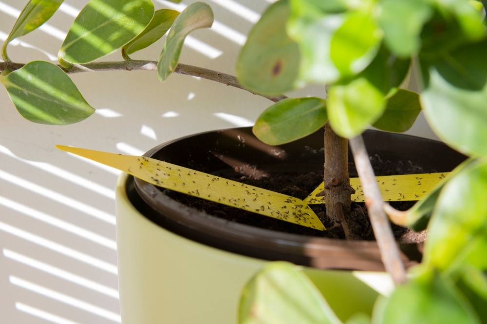 Pesky Houseplant Pests and How to Deal With Them