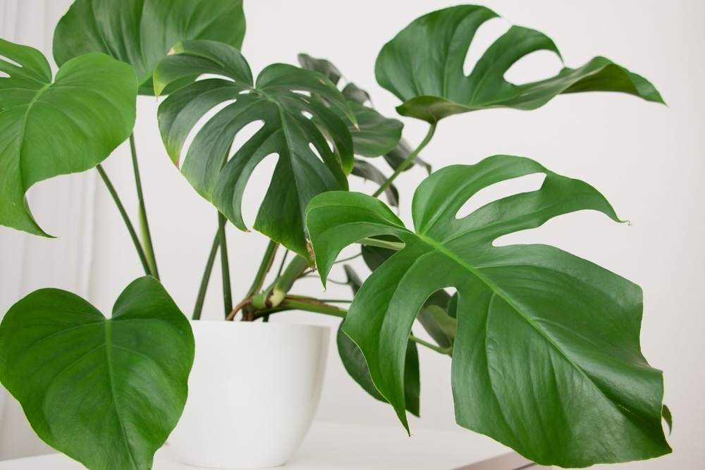 Monstera: The Beloved Swiss Cheese Plant