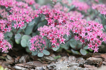 Ten Best Ground Cover Plants for Tricky Garden Areas