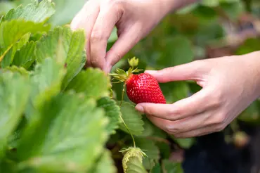 Make the Most of Your Garden This June