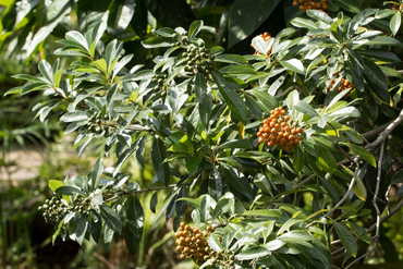 Top 5 Alternatives to Box Hedges for Beautiful, Resilient Gardens