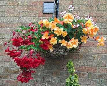 hanging basket overflowing with a vibrant mix of flowers